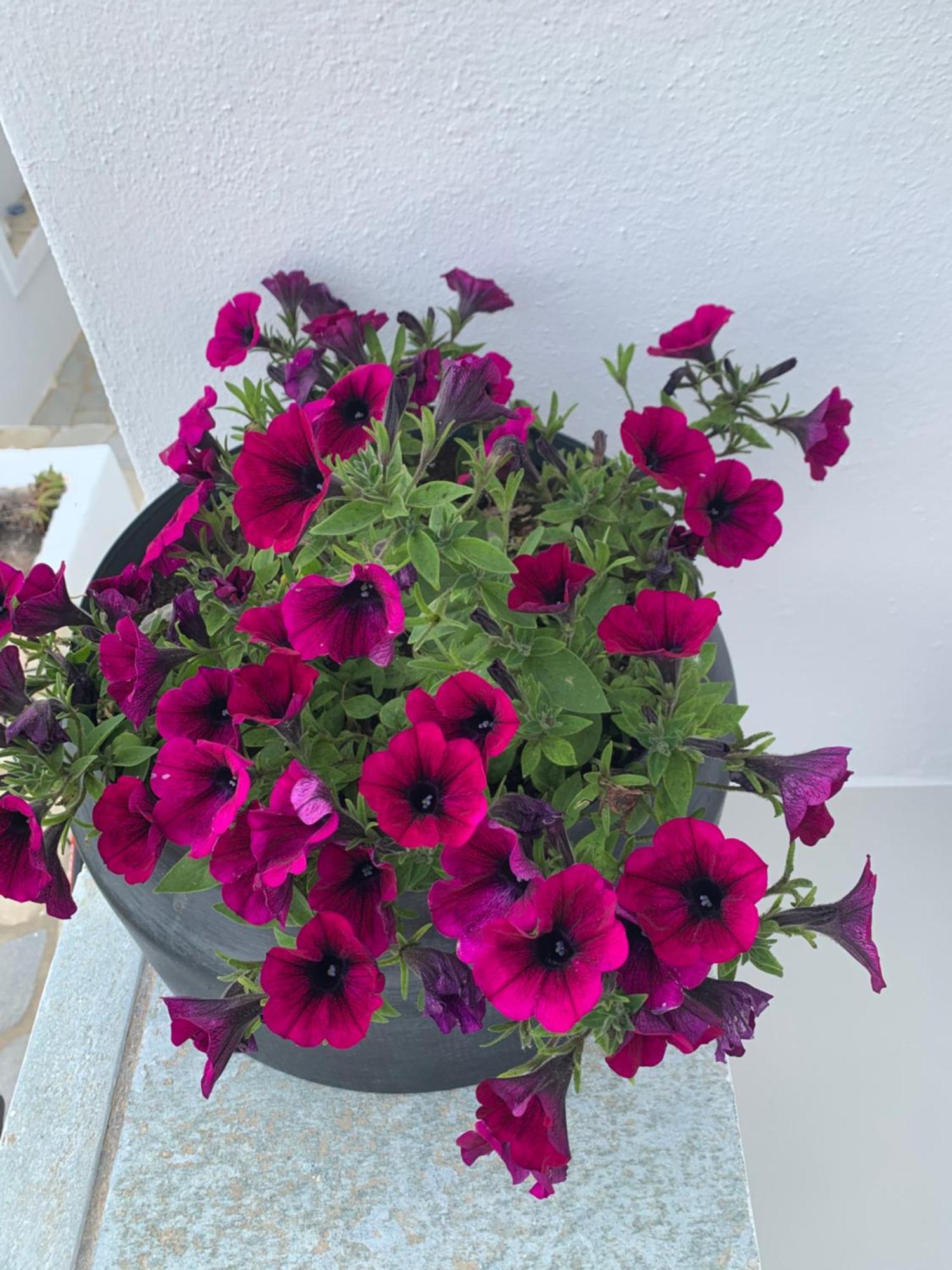 Paros Five Senses Aparthotel Luaran gambar